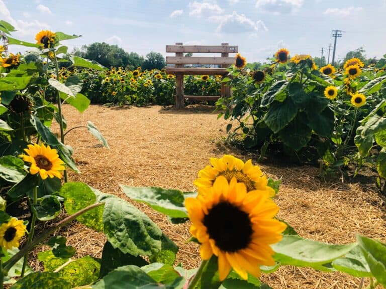 Arriva a Vimodrone il Campo di Girasoli You-Pick