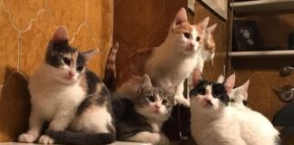 nuova casa per accogliere i gatti