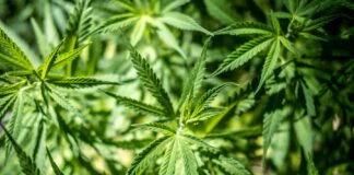 Cannabis light illegale