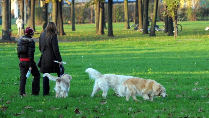 Apre a Milano ‘Dog City Garden’: la prima area cani privata a pagamento