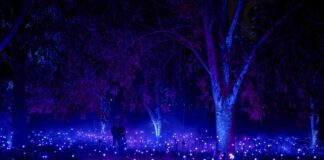 Light Cycles
