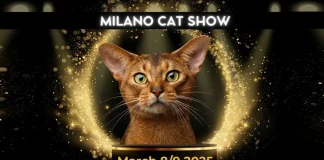 Milano-Cat-Show-International-Cat-Show-Milano-Parco-Esposizione-Novegro
