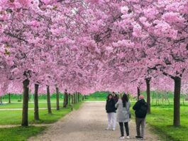 Folla alla Reggia di Venaria per i ciliegi in fiore: lunghe code e disagi per il traffico