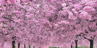 Folla alla Reggia di Venaria per i ciliegi in fiore: lunghe code e disagi per il traffico