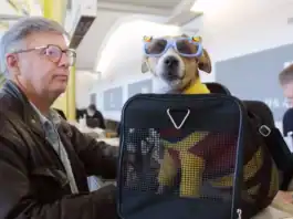 Animali in volo: nuove regole ENAC, più facile viaggiare con cani e gatti in cabina
