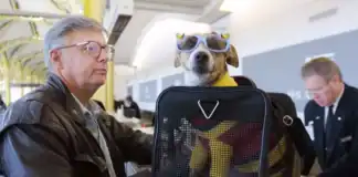 Animali in volo: nuove regole ENAC, più facile viaggiare con cani e gatti in cabina