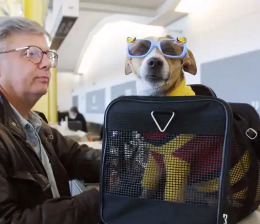 Animali in volo: nuove regole ENAC, più facile viaggiare con cani e gatti in cabina