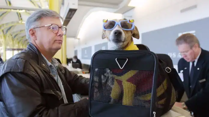 Animali in volo: nuove regole ENAC, più facile viaggiare con cani e gatti in cabina