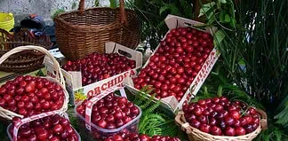 Ciliegie a Milano: un lusso da 23 euro al chilo