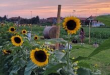 Girasoli delle Meraviglie 2025