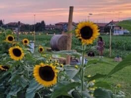 Girasoli delle Meraviglie 2025