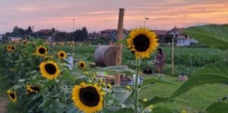 Girasoli delle Meraviglie 2025