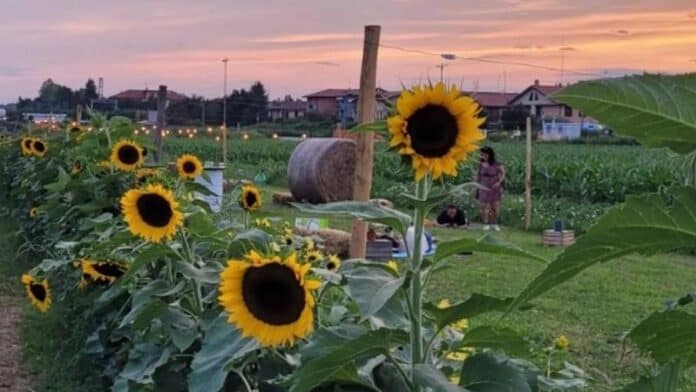Girasoli delle Meraviglie 2025