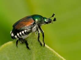 Allarme Popillia japonica: il coleottero giapponese attacca Milano