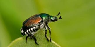 Allarme Popillia japonica: il coleottero giapponese attacca Milano