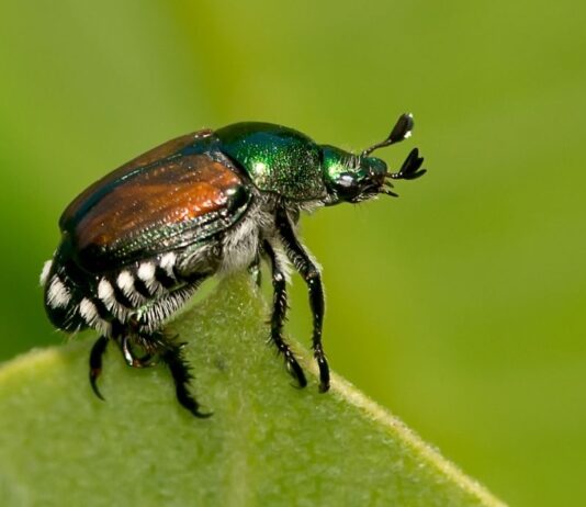 Allarme Popillia japonica: il coleottero giapponese attacca Milano