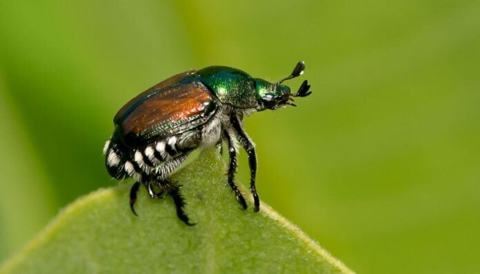 Allarme Popillia japonica: il coleottero giapponese attacca Milano