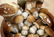 Sagra dei funghi porcini