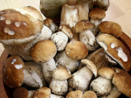 Sagra dei funghi porcini