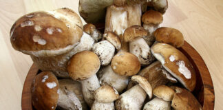 Sagra dei funghi porcini