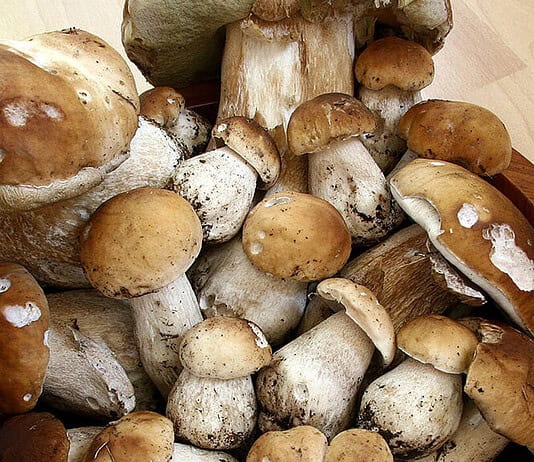 Dove raccogliere funghi in Lombardia: idee per una gita fuori porta 
