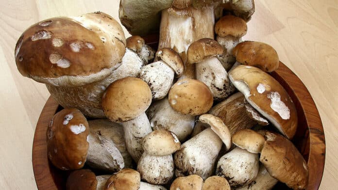 Sagra dei funghi porcini