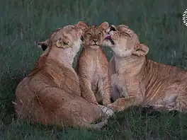 Wildlife Photographer of the Year 2025