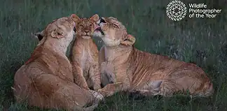 Wildlife Photographer of the Year 2025