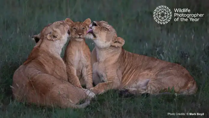 Wildlife Photographer of the Year 2025