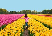 Aperture e orari dei campi di tulipani you‑pick in Lombardia Aperture e orari dei campi di tulipani you‑pick in Lombardia