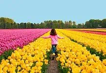 Aperture e orari dei campi di tulipani you‑pick in Lombardia 