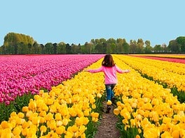Aperture e orari dei campi di tulipani you‑pick in Lombardia 