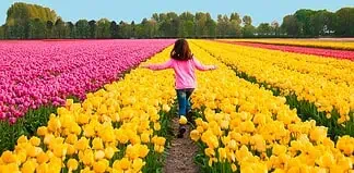 Aperture e orari dei campi di tulipani you‑pick in Lombardia 