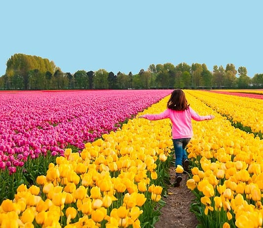 Aperture e orari dei campi di tulipani you‑pick in Lombardia 