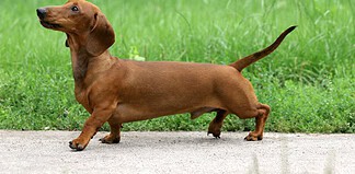 A Milano arriva la passeggiata dei bassotti: tutto sulla Sausage Walk 