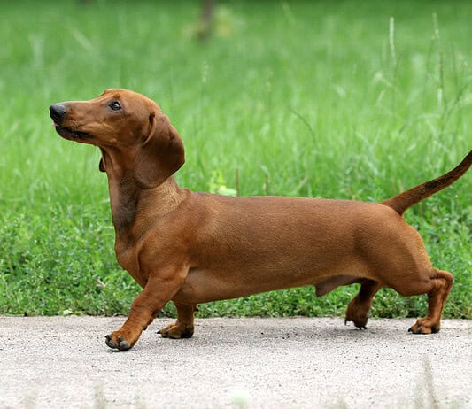 A Milano arriva la passeggiata dei bassotti: tutto sulla Sausage Walk 
