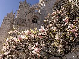 Dove ammirare le fioriture primaverili più belle a Milano