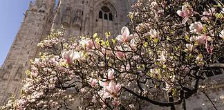 Dove ammirare le fioriture primaverili più belle a Milano