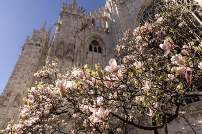 Dove ammirare le fioriture primaverili più belle a Milano