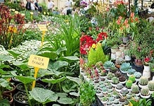 Pop-up delle piante: tre giorni di verde e workshop gratuiti al BASE