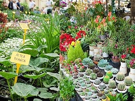 Pop-up delle piante: tre giorni di verde e workshop gratuiti al BASE