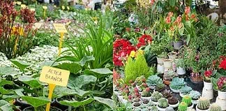 Pop-up delle piante: tre giorni di verde e workshop gratuiti al BASE