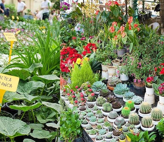 Pop-up delle piante: tre giorni di verde e workshop gratuiti al BASE