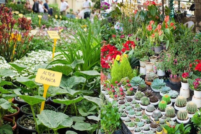 Pop-up delle piante: tre giorni di verde e workshop gratuiti al BASE