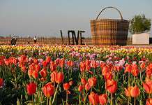 Campi di tulipani: quando aprono, orari e come visitarli Campi di tulipani: quando aprono, orari e come visitarli