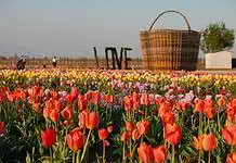 Campi di tulipani: quando aprono, orari e come visitarli Campi di tulipani: quando aprono, orari e come visitarli