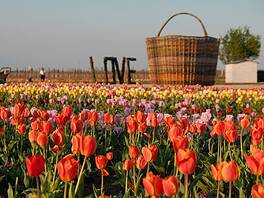 Campi di tulipani: quando aprono, orari e come visitarli