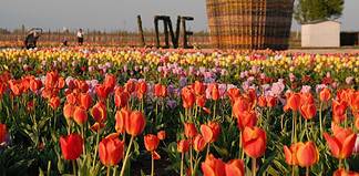 Campi di tulipani: quando aprono, orari e come visitarli
