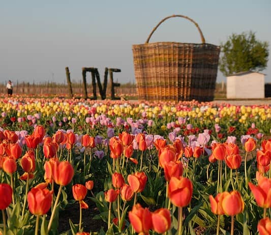 Campi di tulipani: quando aprono, orari e come visitarli