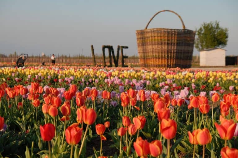 Campi di tulipani: quando aprono, orari e come visitarli